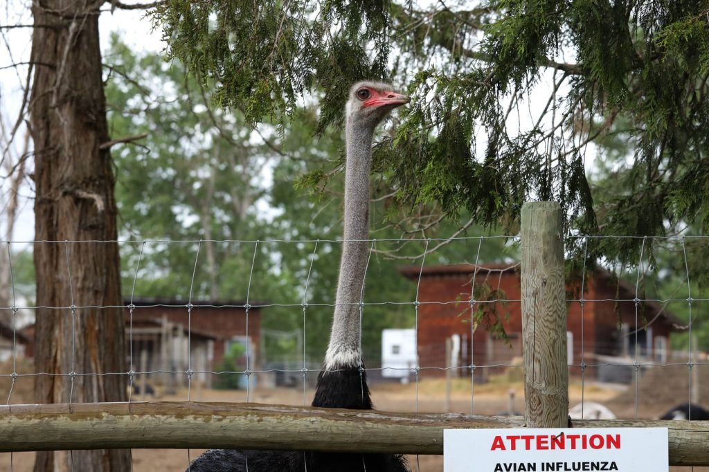 “B.C. Ostrich Farm Avian Flu Case Heads to Federal Court of Appeal – High-Stakes Legal Showdown Looms!”