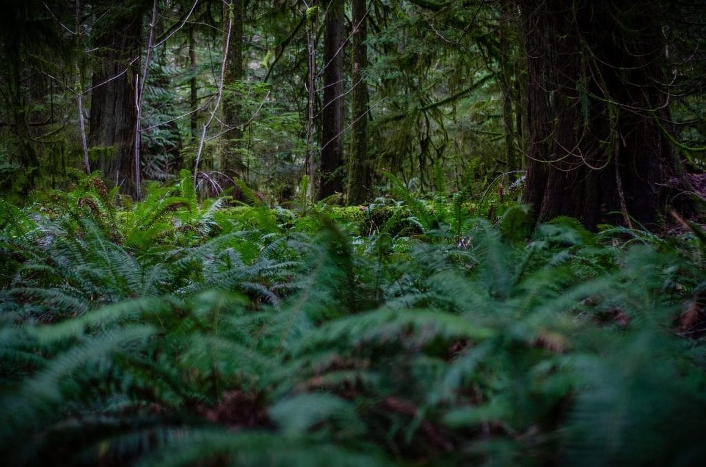 Image by JoergRosenthal from Pixabay