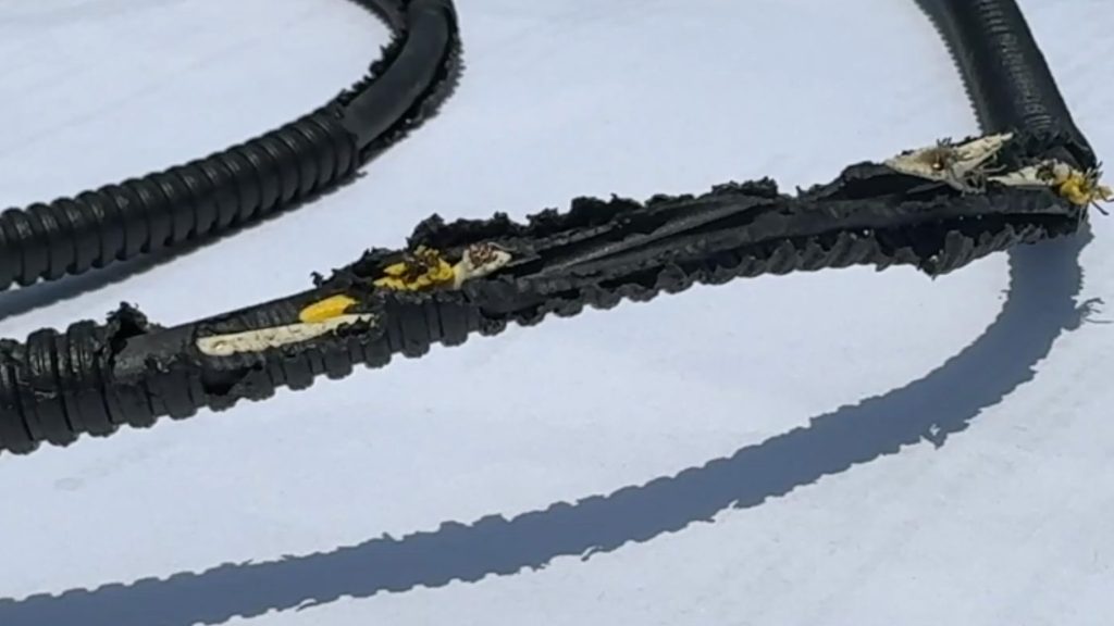 Are Eco-Friendly Car Wires Turning Vehicles into Rodent Hotspots?