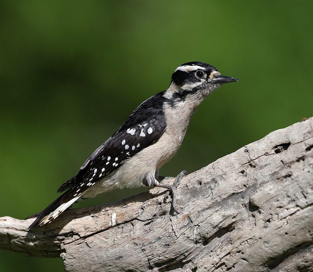 Image by Veronika_Andrews from Pixabay