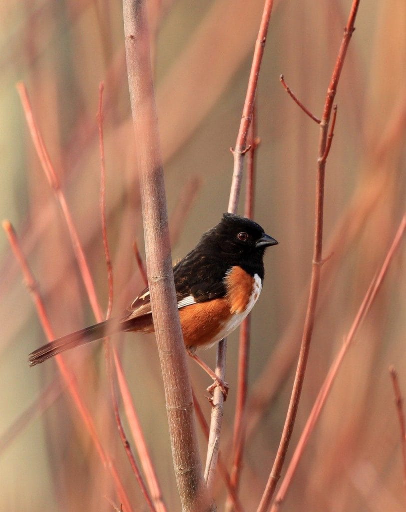 Image by IndigoBunting from Pixabay