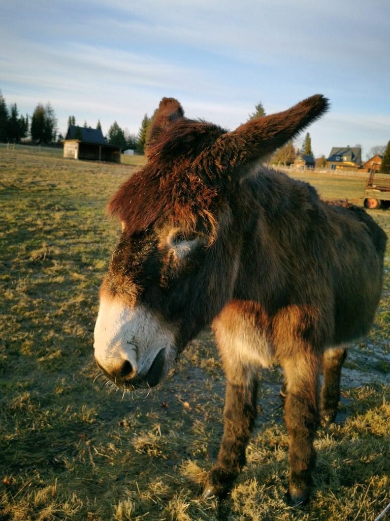 Image by geoworld from Pixabay