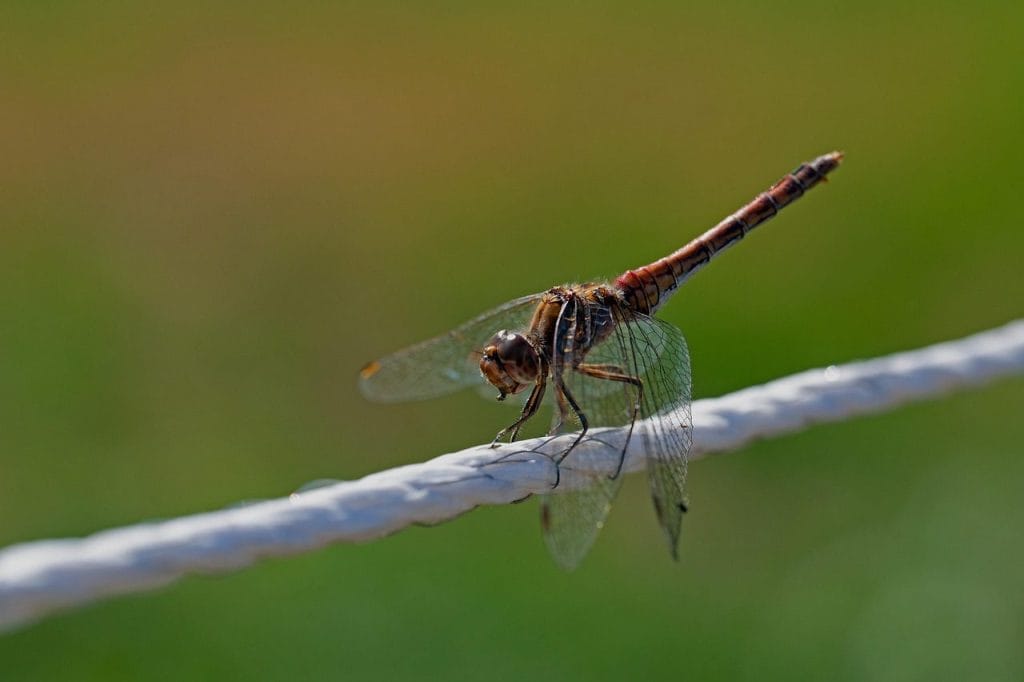 Image by Georg_Wietschorke from Pixabay