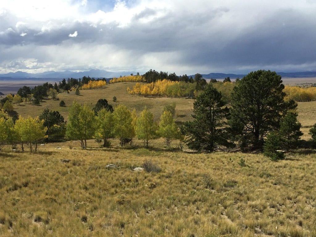 Image by swissmisses from Pixabay