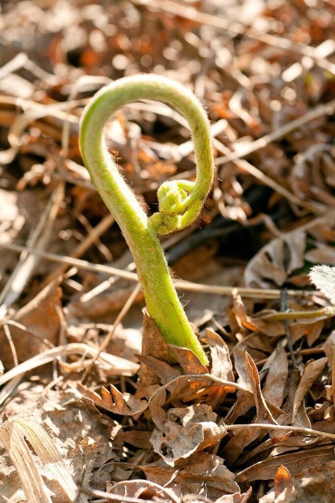 Image by stafichukanatoly from Pixabay