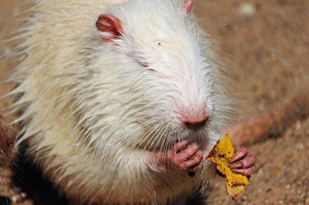 Image by KRiemer from Pixabay