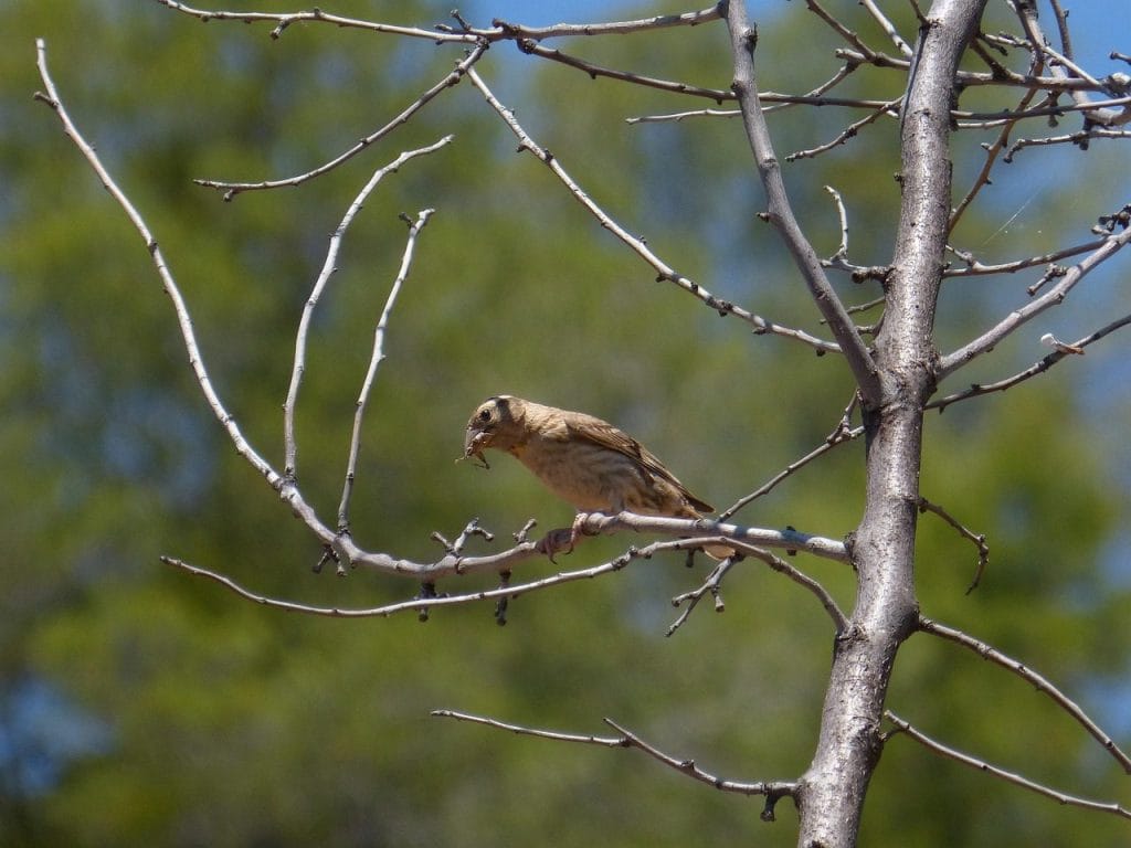 Image by makamuki0 from Pixabay