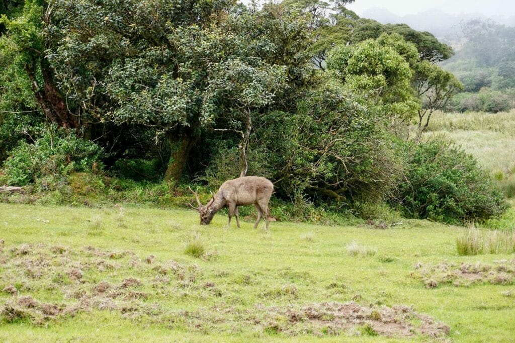 Image by ieannet from Pixabay