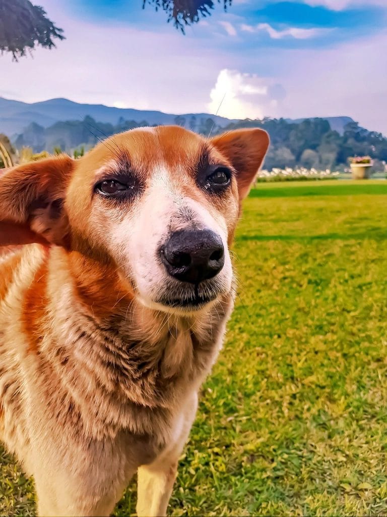 Image by ameershahrex from Pixabay