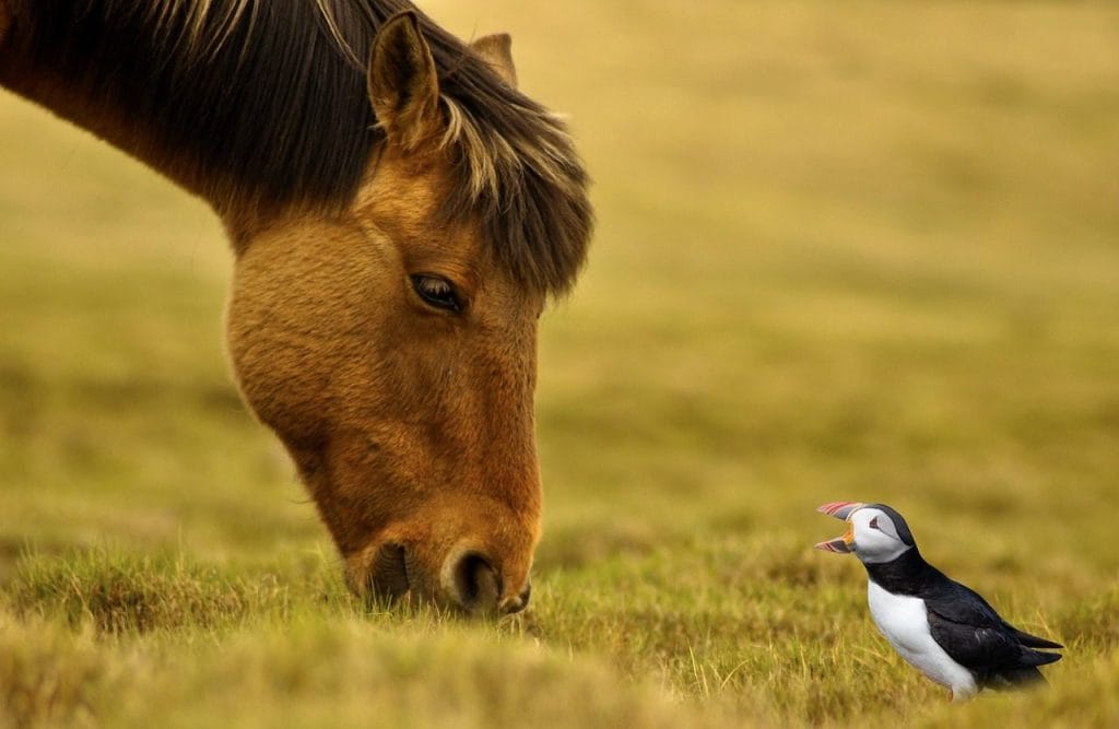 Image by dragonfly_0815 from Pixabay