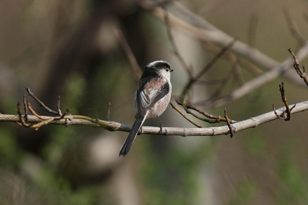 Image by Docujeju from Pixabay