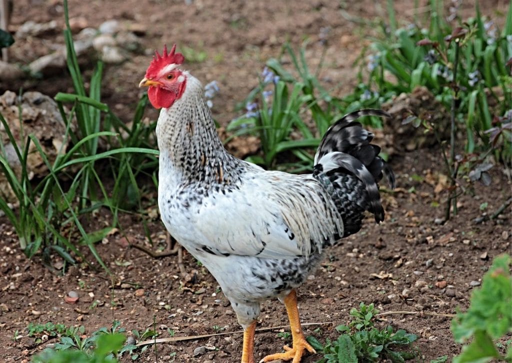 Image by begonvilliev from Pixabay