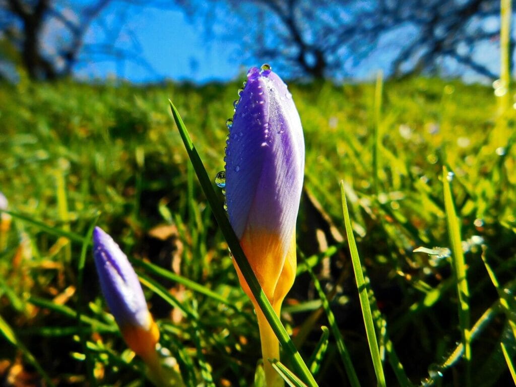 Image by AndaDeea from Pixabay