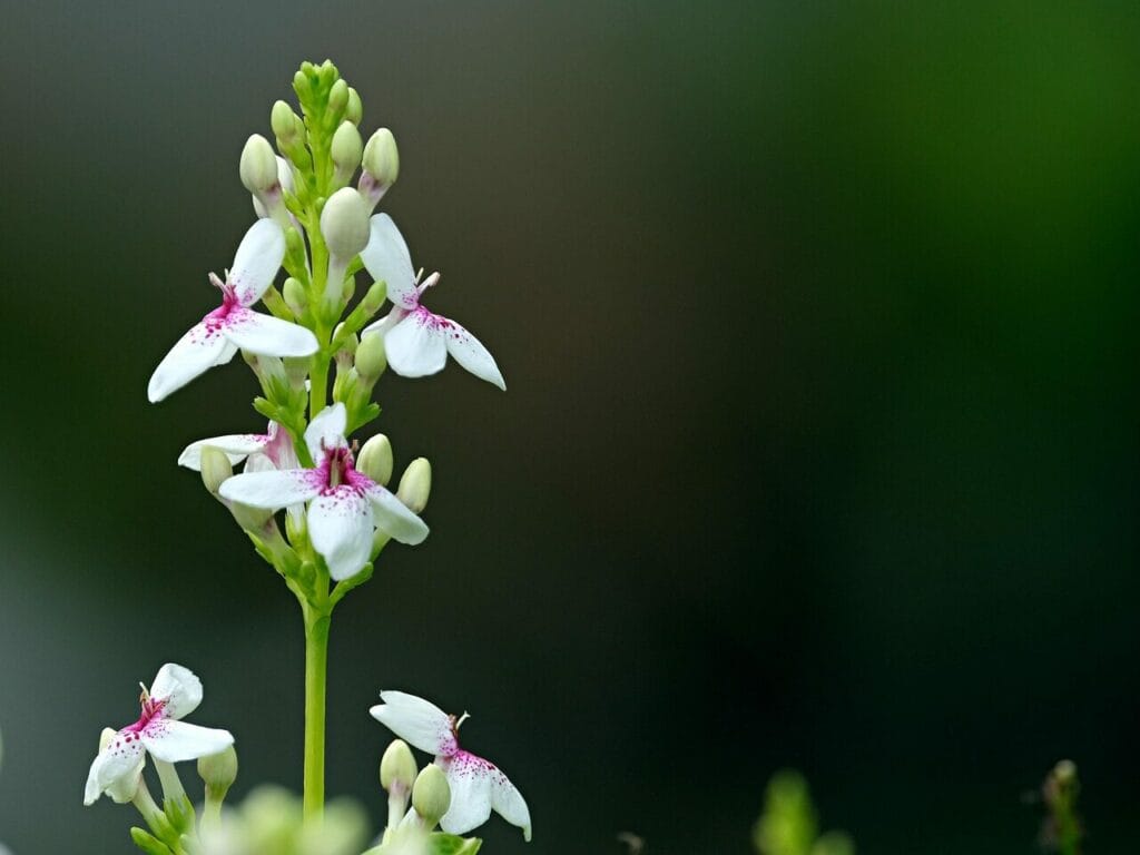 Image by ignartonosbg from Pixabay