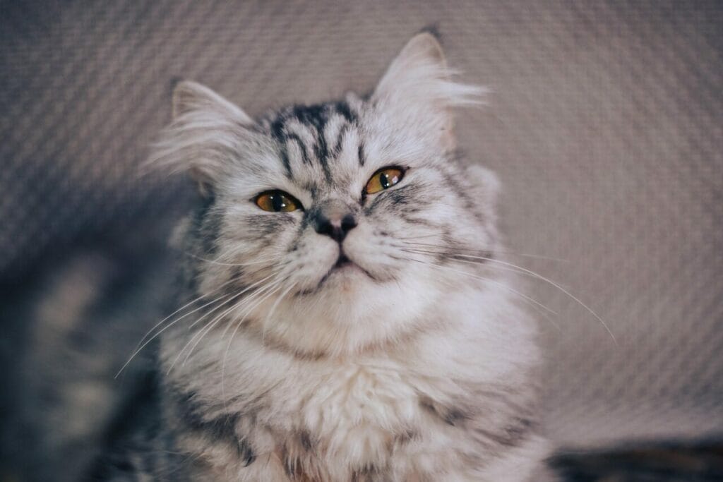 Image by 99mimimi from Pixabay