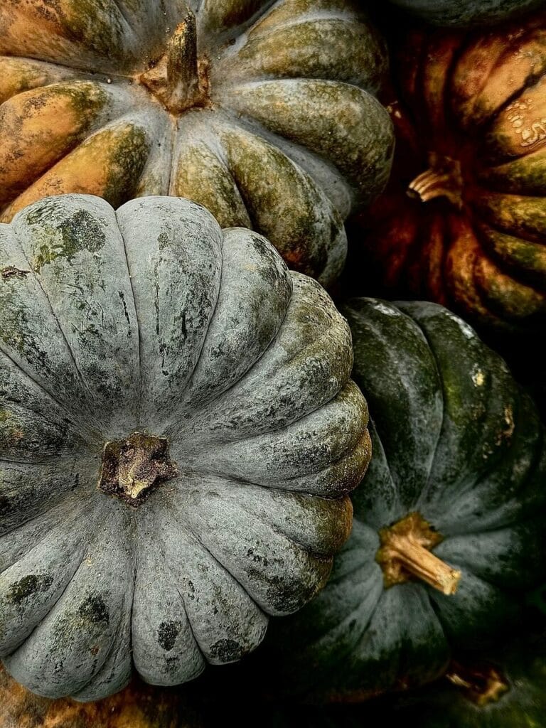 Image by Mylene2401 from Pixabay