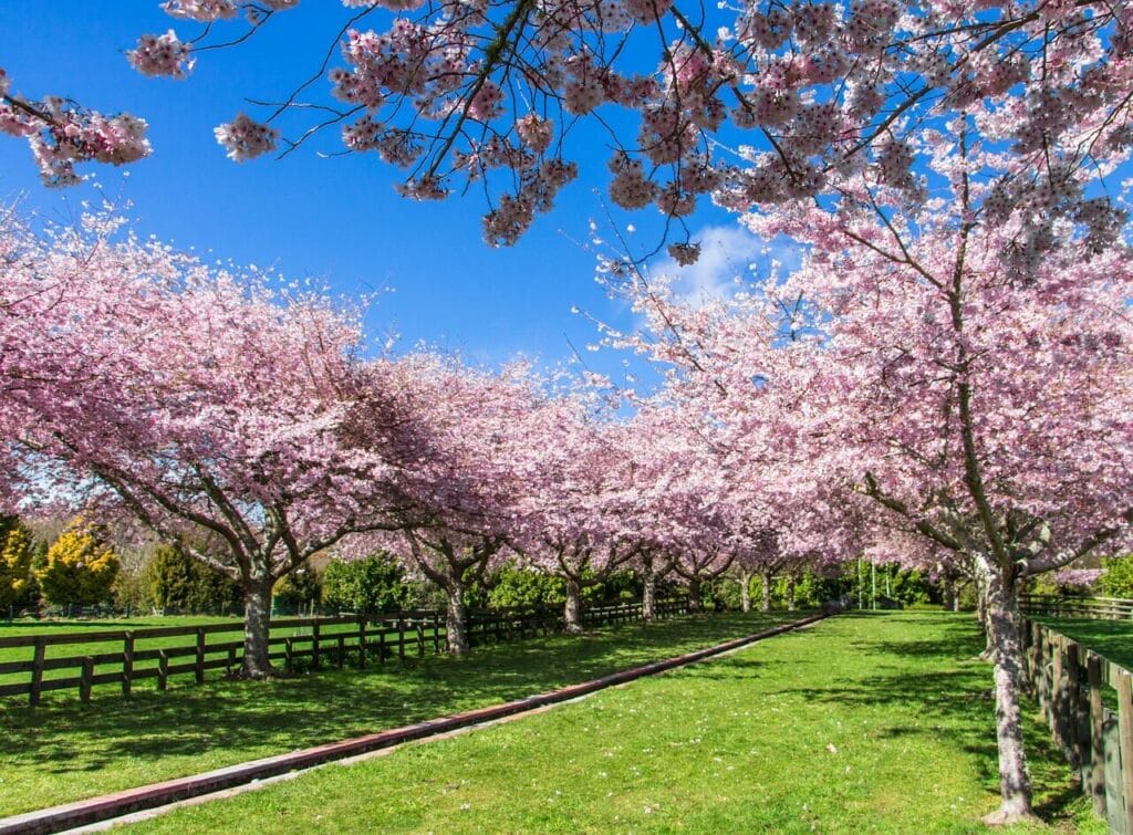 Image by seznandy from Pixabay