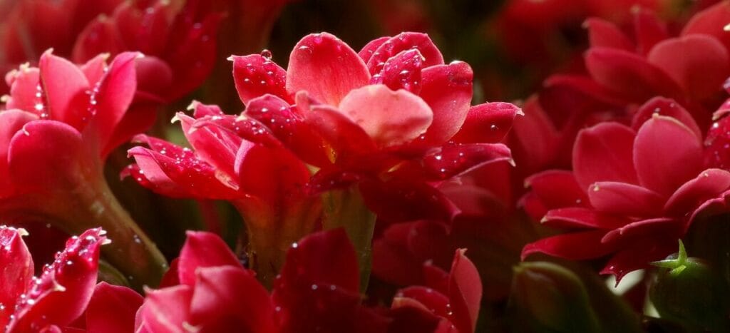 Image by Arcaion from Pixabay