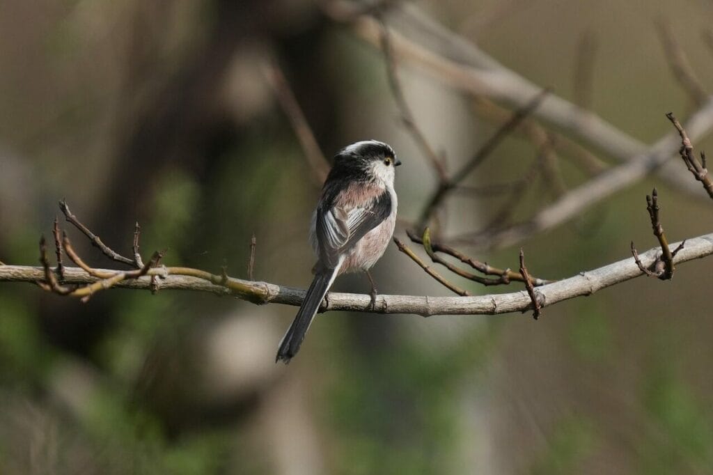 Image by Docujeju from Pixabay