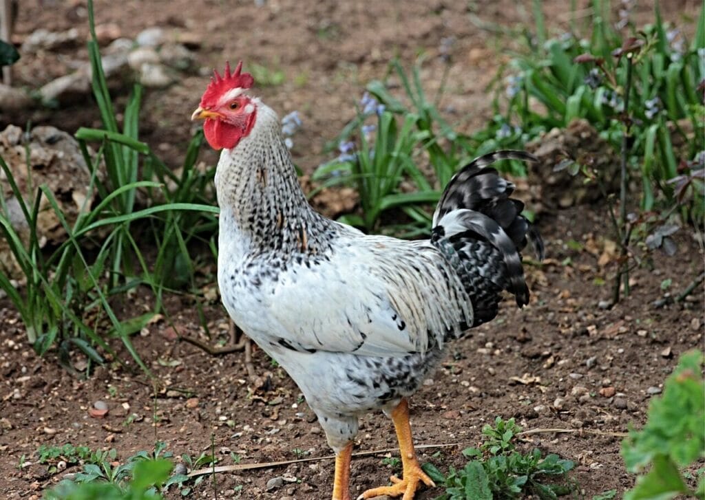 Image by begonvilliev from Pixabay