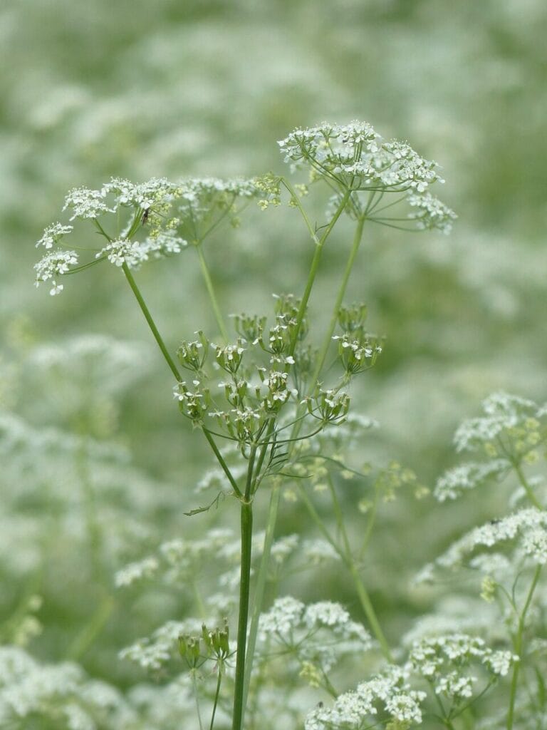 Image by Hans from Pixabay