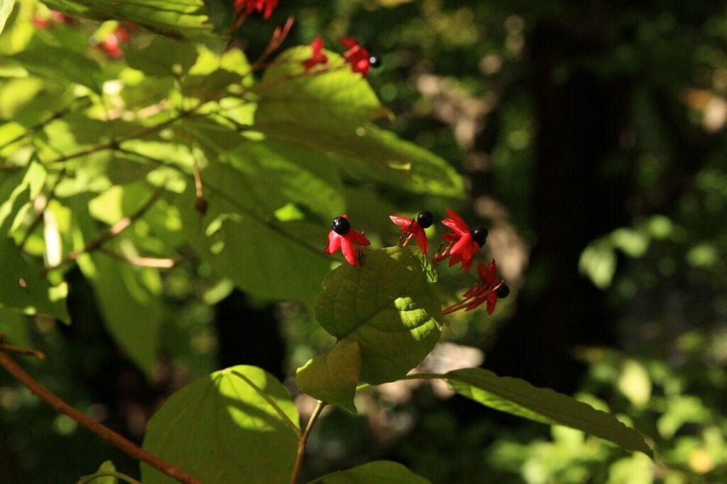 Image by sjhanjeju from Pixabay