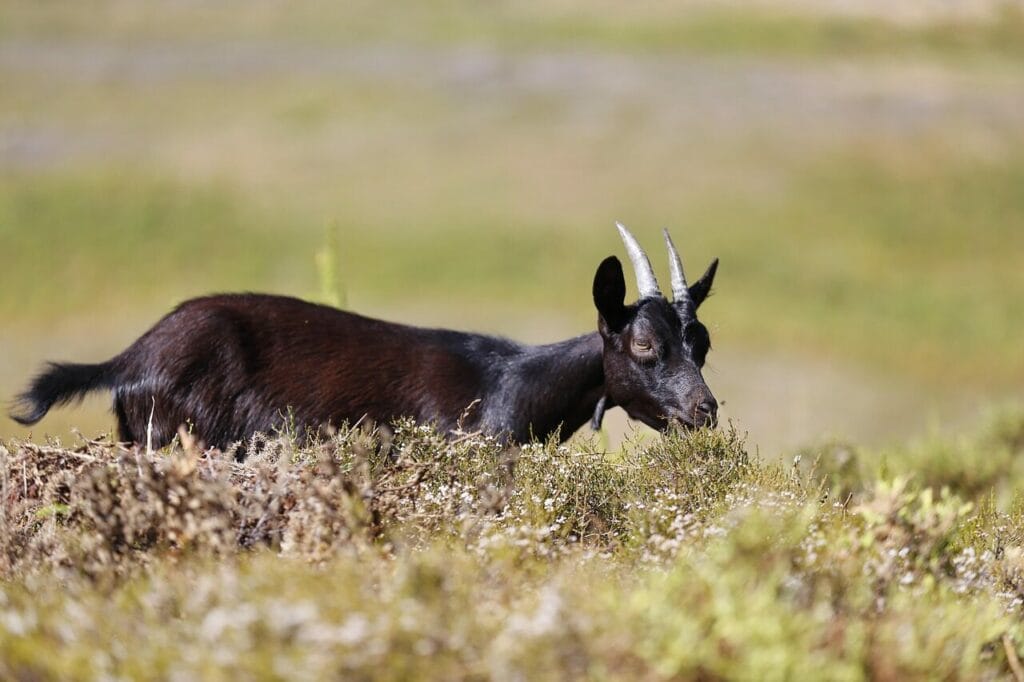 Image by dsbago from Pixabay