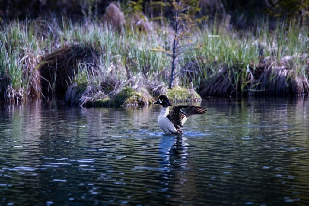 Image by Cheerfully_lost from Pixabay