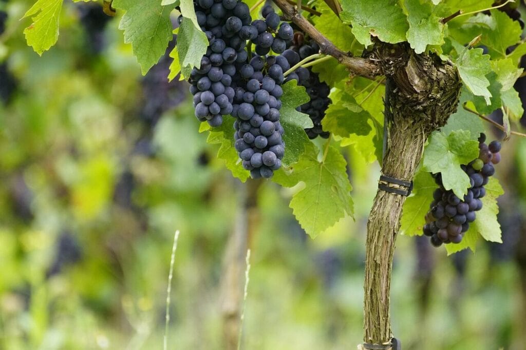 Image by jhenning from Pixabay