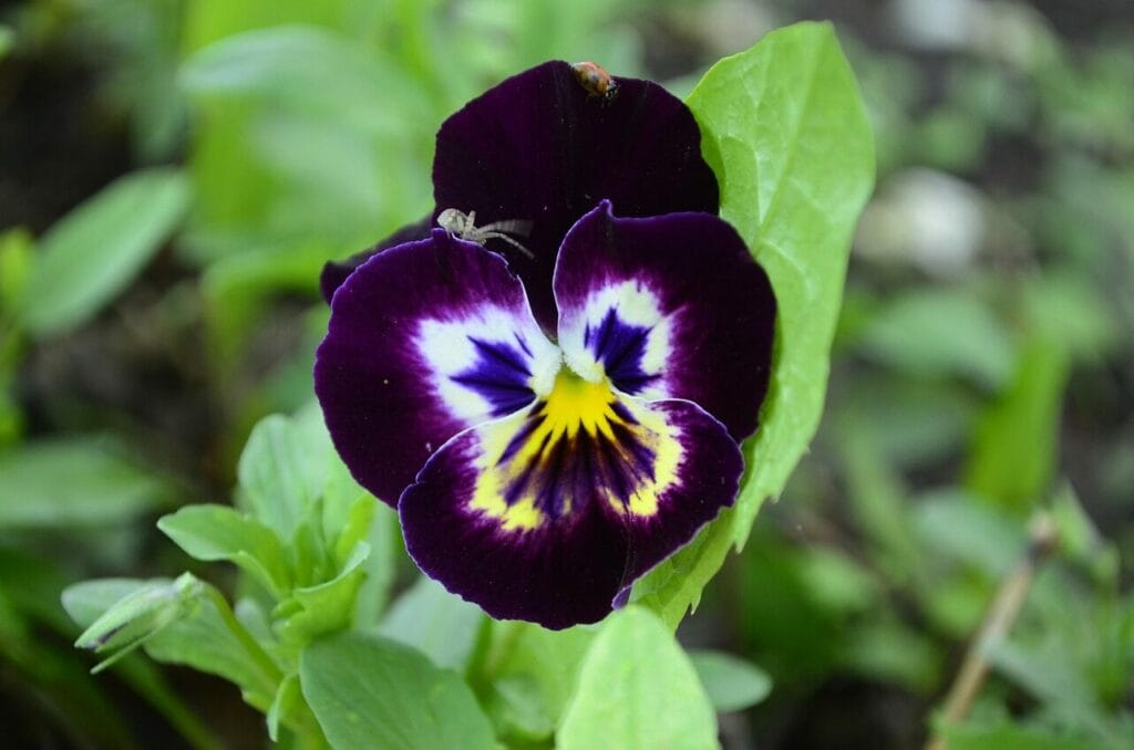 Image by lmilo from Pixabay