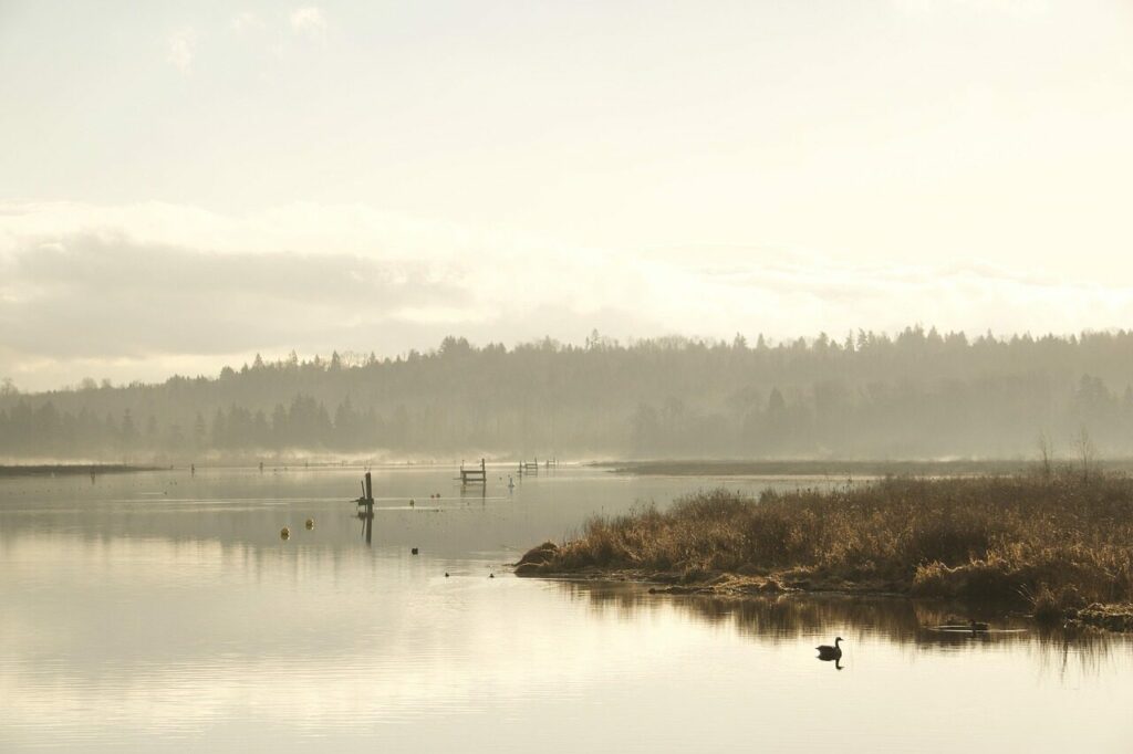 Image by Jiyoung_Kim_photo from Pixabay