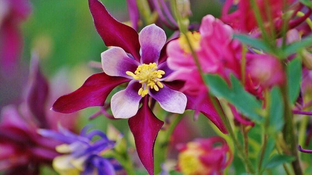 Image by tayyebimohsen56 from Pixabay