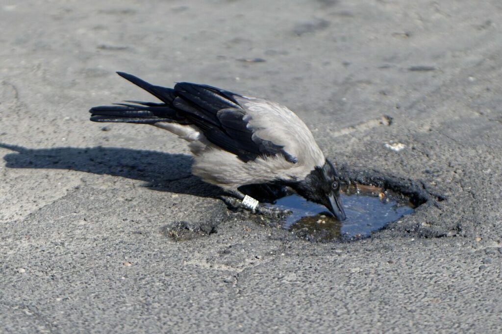 Image by Surprising_Media from Pixabay