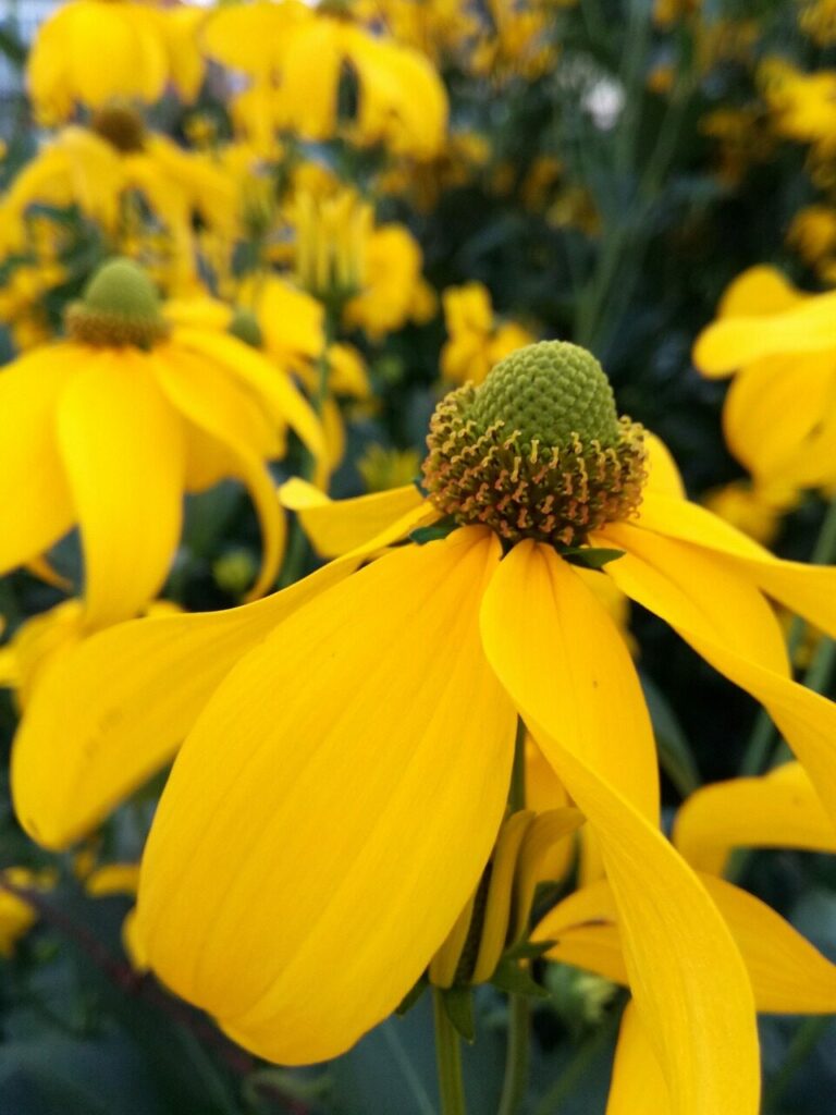 Image by Didgeman from Pixabay