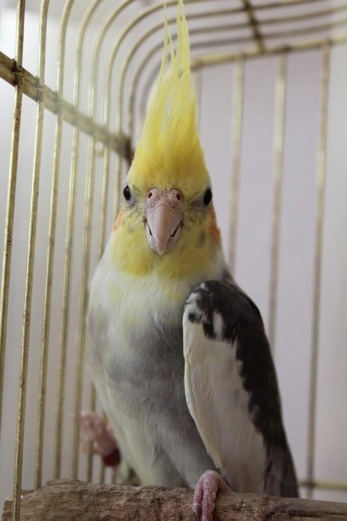 Image by ufukarslannnn from Pixabay