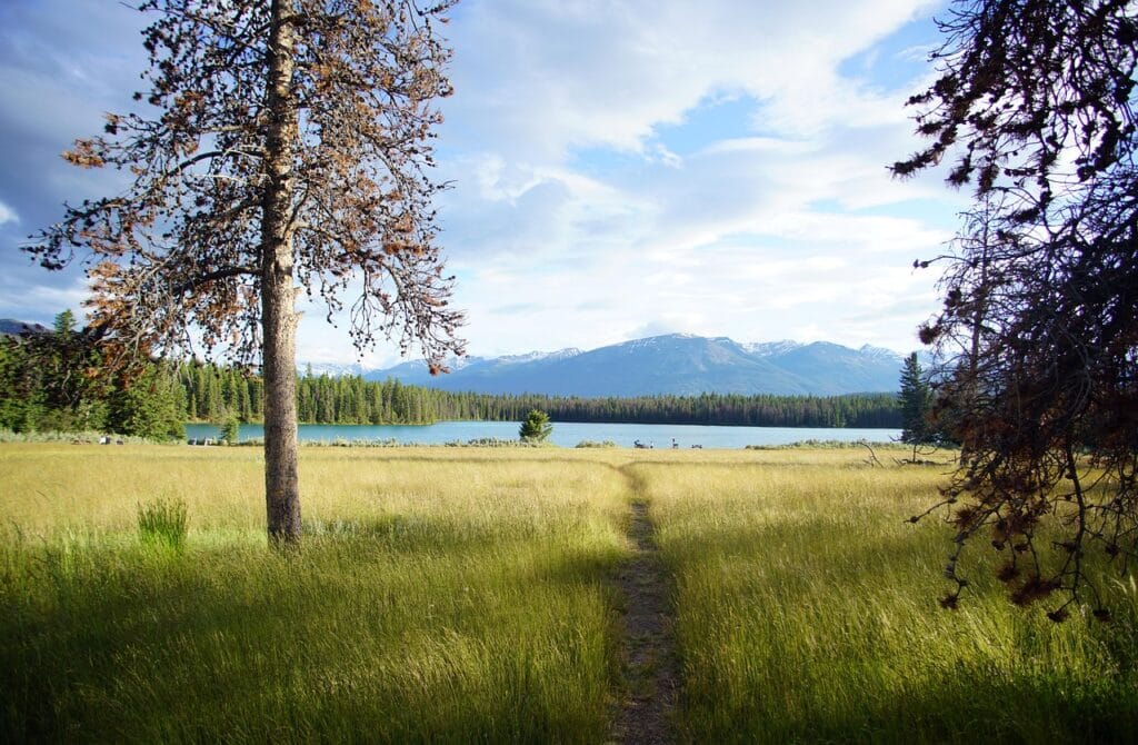 Image by gayleenfroese2 from Pixabay