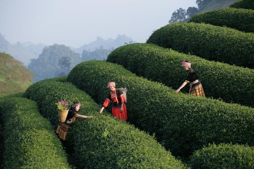 Image by xuanduongvan87 from Pixabay