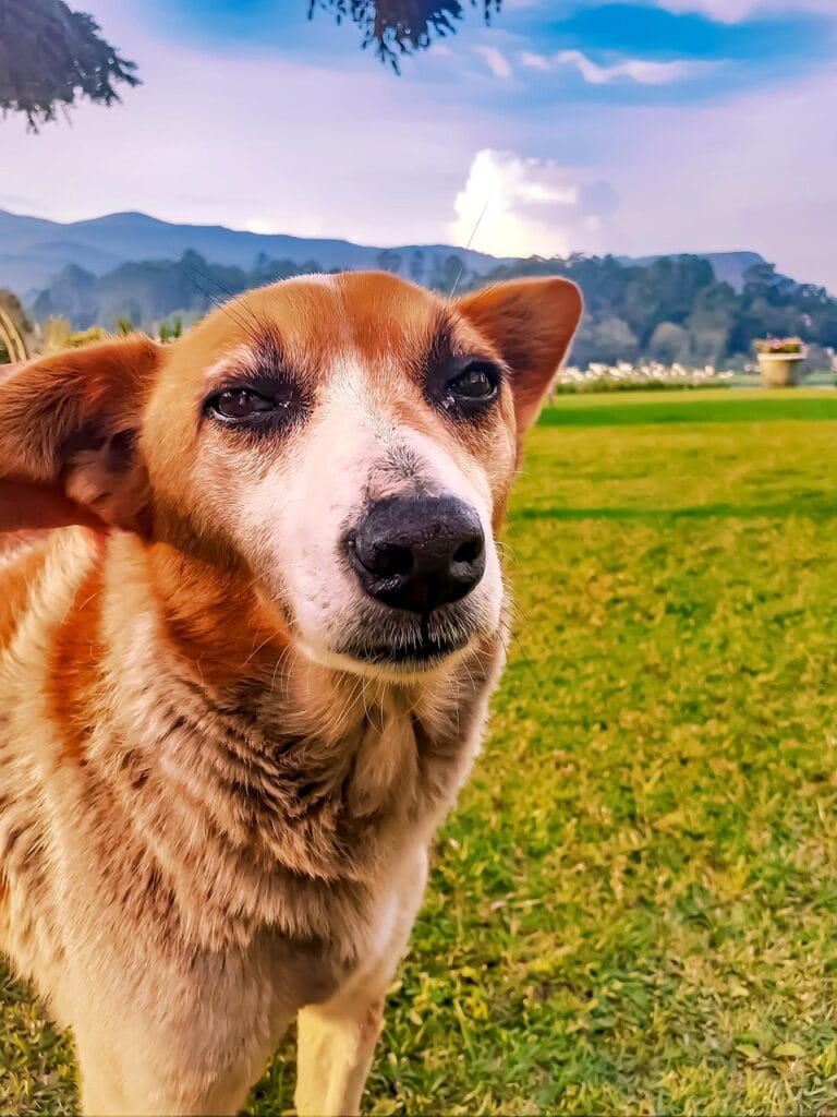 Image by ameershahrex from Pixabay