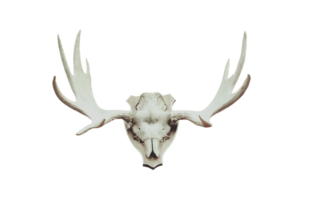 Image by Ralphs_Fotos from Pixabay