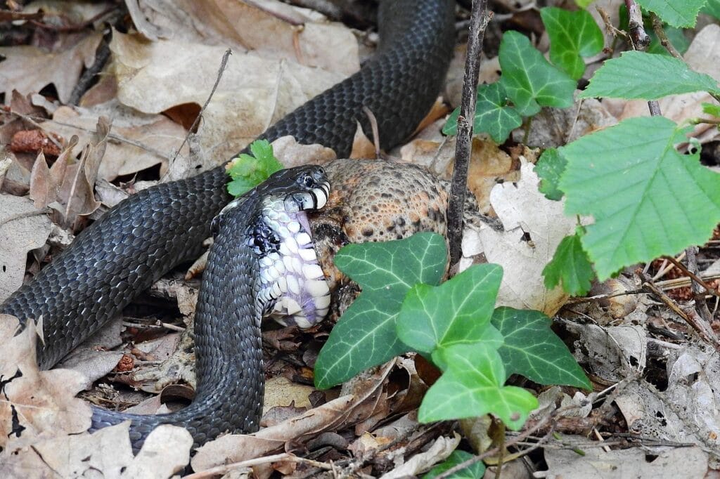 Image by 5892437 from Pixabay