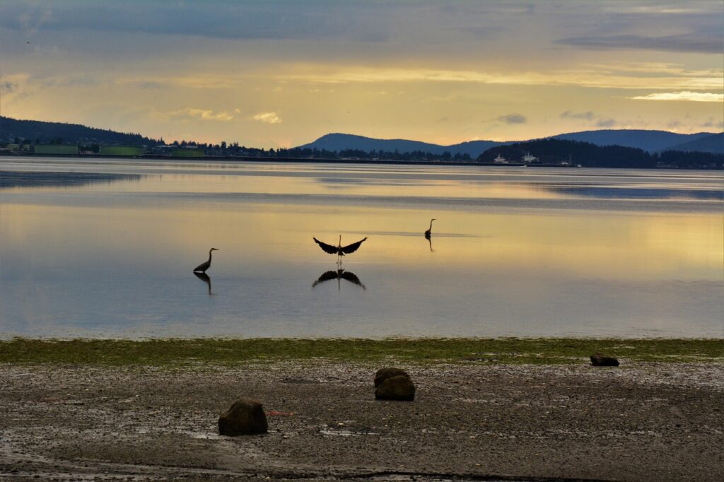 Image by bryanhanson1956 from Pixabay