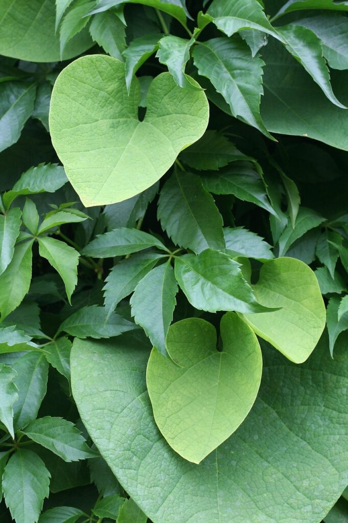 Image by Lovelygarden from Pixabay