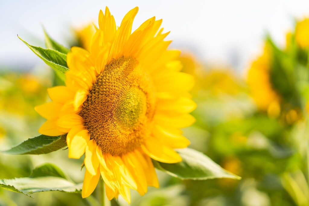 Image by banhdaidung from Pixabay