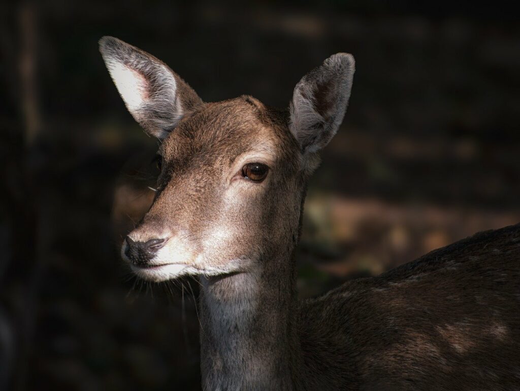 Image by jimmykphotos from Pixabay