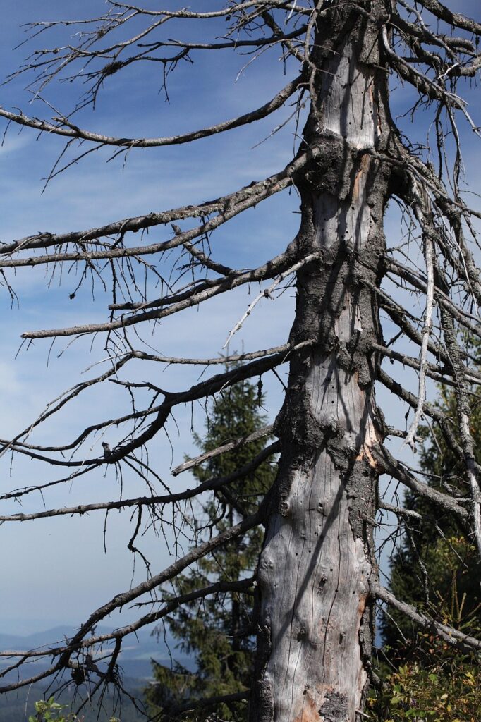 Image by uroburos from Pixabay