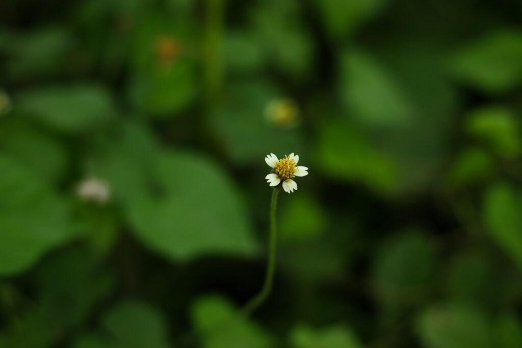 Image by BLACKAD from Pixabay