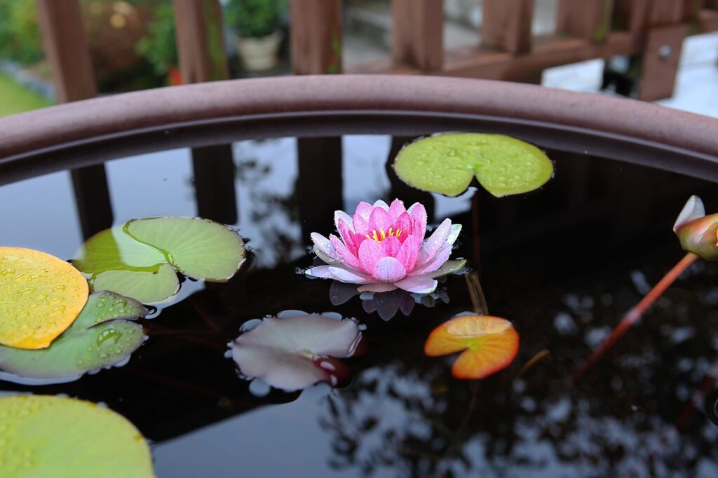 Image by YHBae from Pixabay