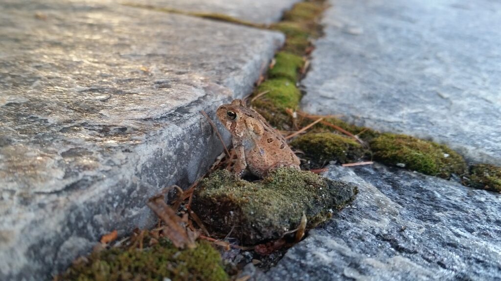 Image by tonydesign0 from Pixabay