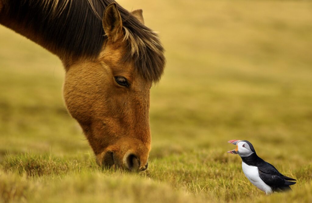 Image by dragonfly_0815 from Pixabay