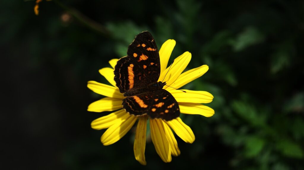 Image by TRAPHITHO from Pixabay